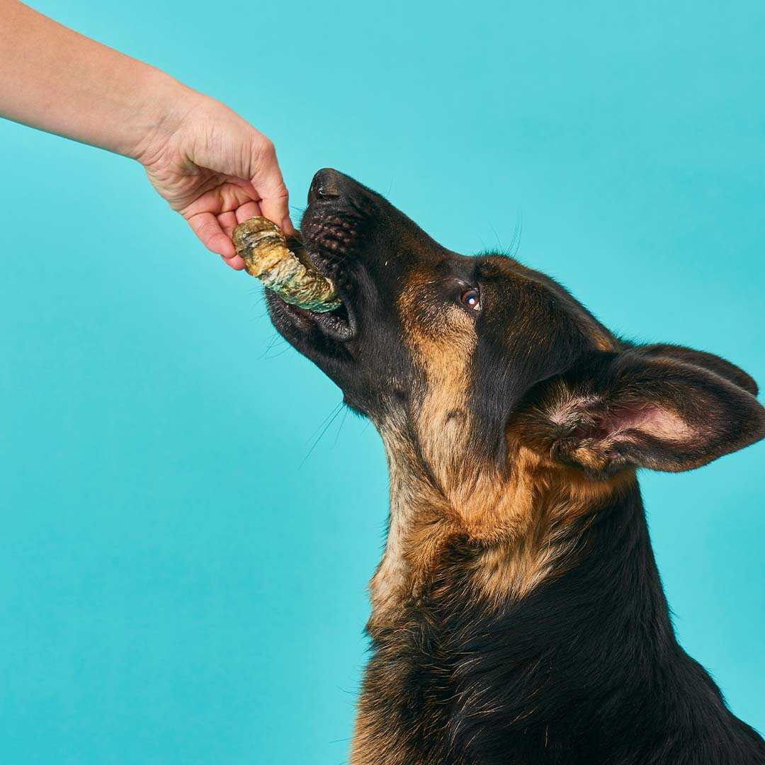 Kabeljau Schnecke, 3 Stück - Image 4