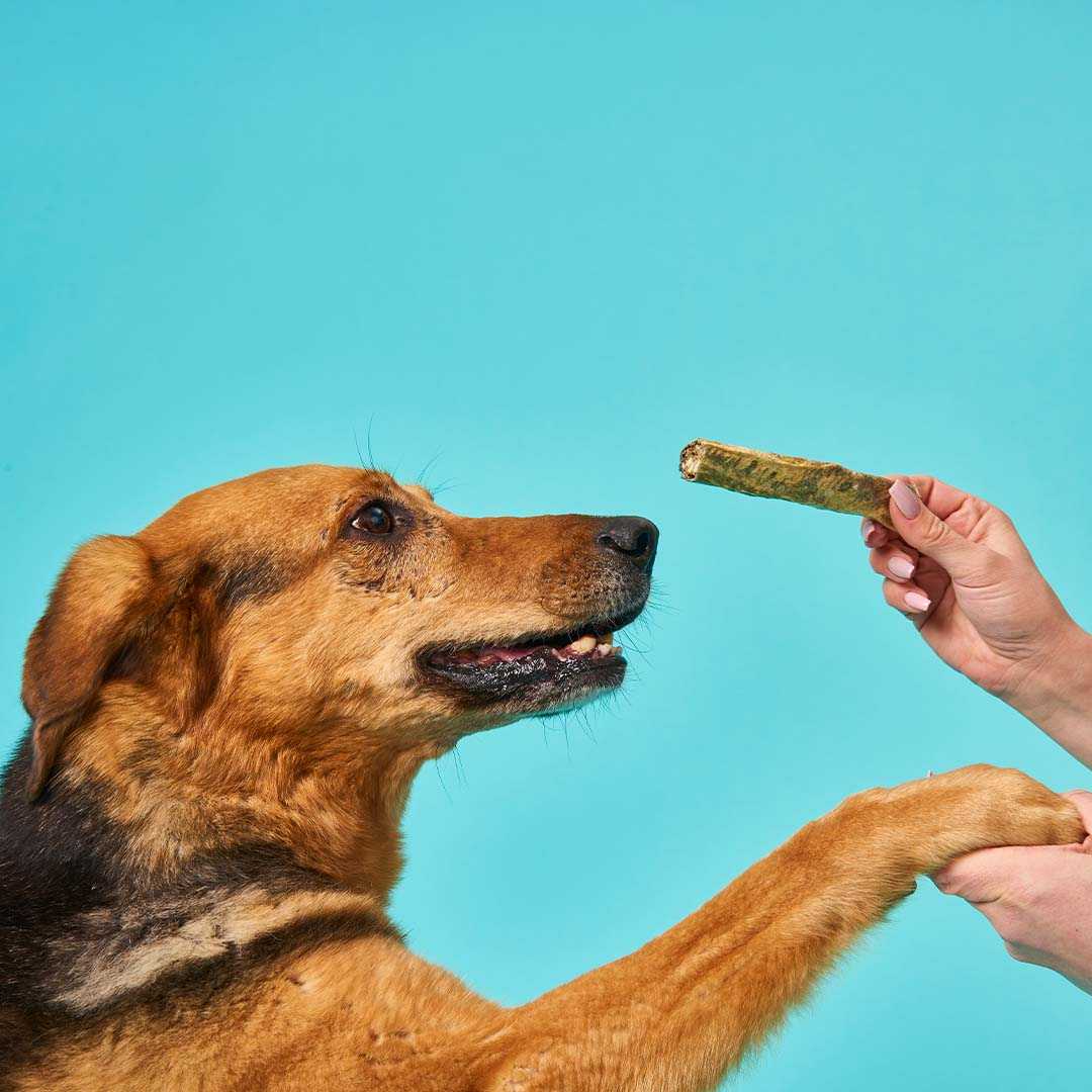 Kabeljau Kaustange, 70 g - Image 4